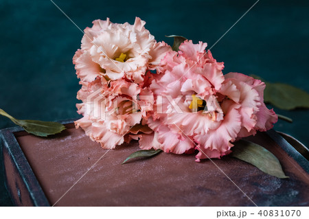 Pink garden carnations Pink garden carnations 40831070