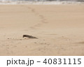 drift wood 40831115