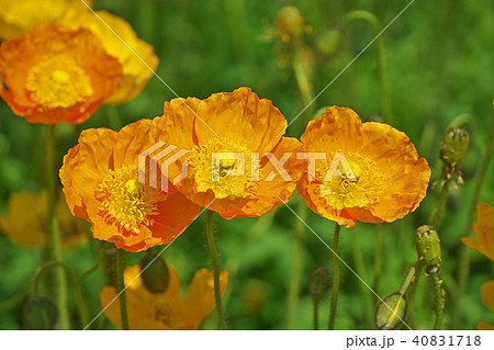 ポピーのオレンジ色の花の写真素材