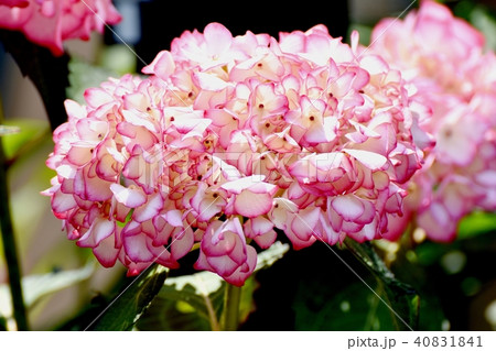 三鷹中原に咲くアジサイ 40831841
