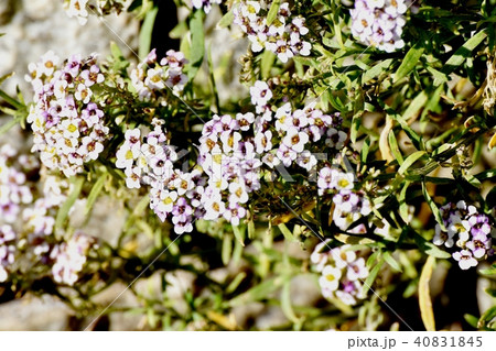 三鷹中原に咲くアリッサム 40831845
