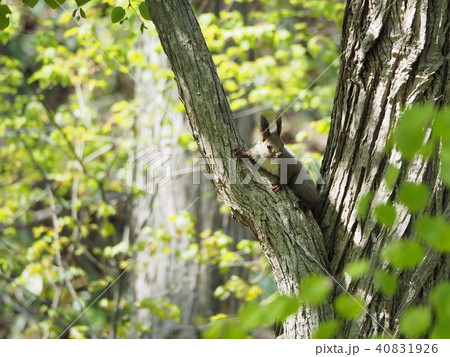 見下ろすリス 40831926