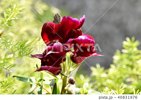 三鷹中原に咲くキンギョソウブ ロンズレッド 40831976