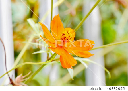 三鷹中原に咲くキバナコスモス 40832096