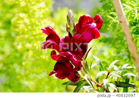 三鷹中原に咲くキンギョソウ ブロンズレッド 三鷹中原に咲くキンギョソウ ブロンズレッド 40832097