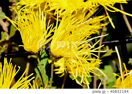 三鷹中原に咲く黄色いサガギク 40832194
