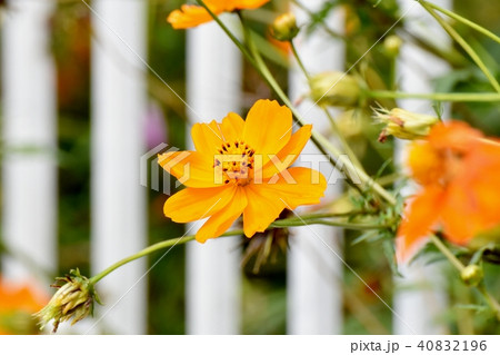 三鷹中原に咲くキバナコスモス 40832196