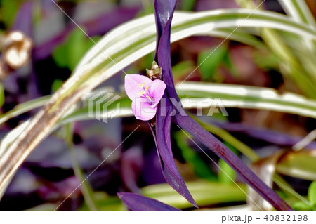 三鷹中原に咲くムラサキゴテン 三鷹中原に咲くムラサキゴテン 40832198