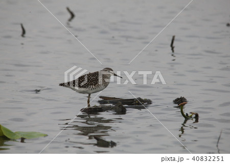 タカブシギ 40832251