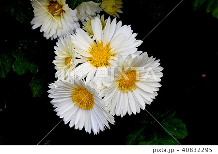 三鷹中原に咲く白いスプレーギク 40832295