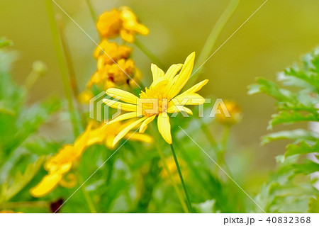 三鷹中原に咲くコレオプシス 40832368