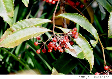 三鷹中原になるマンリョウの実 三鷹中原になるマンリョウの実 40832372