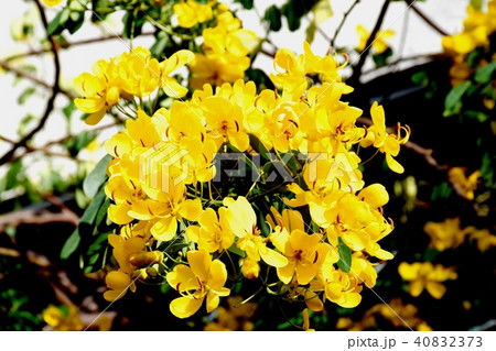 三鷹中原に咲くコバノセンナ 40832373