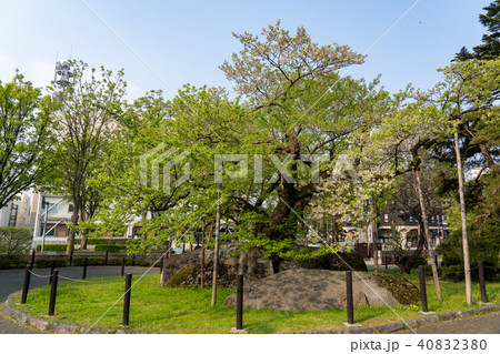 天然記念物　盛岡石割桜 40832380