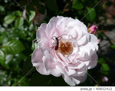 ベニカミキリ ベニカミキリ 40832412