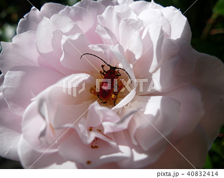 ベニカミキリ ベニカミキリ 40832414