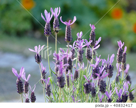 フレンチラベンダー フレンチラベンダー 40832417