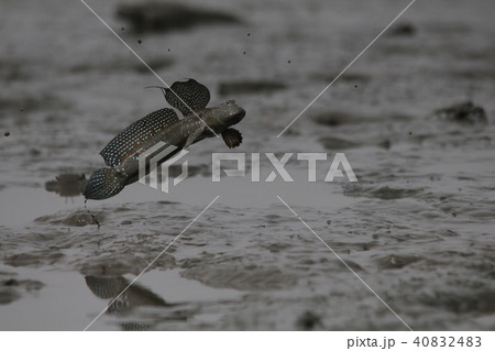 有明海のムツゴロウ 有明海のムツゴロウ 40832483