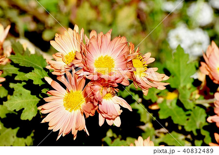 三鷹中原に咲く薄いオレンジ色のスプレーギク 40832489