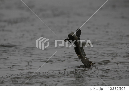 有明海のムツゴロウ 40832505