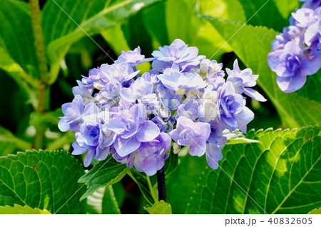 三鷹中原に咲くアジサイ 40832605