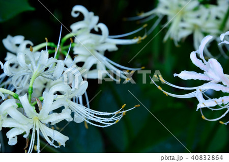 ヒガンバナ（リコリス　アルバ） 40832864