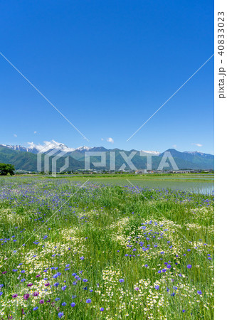 残雪の北アルプスとヤグルマギク　長野県安曇野市 40833023