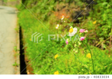 道端の花 40833034