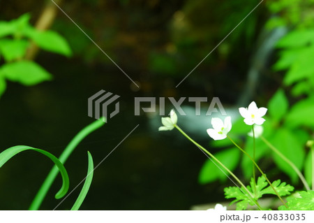 滝と花 40833035