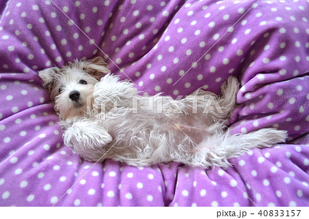 ベッドの上の白い子犬 シュマールの写真素材