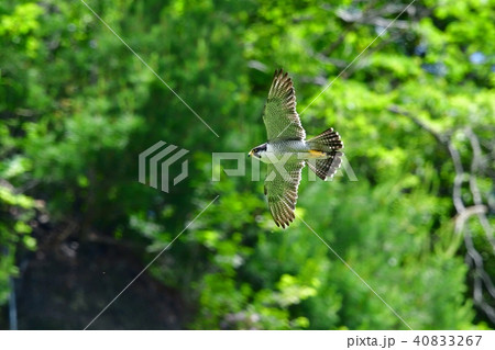 新緑バックに飛ぶ隼 40833267
