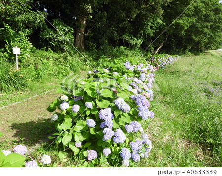 アジサイの花 アジサイの花 40833339