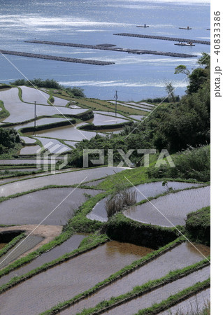 日本海に面した瓜ヶ坂の棚田 40833386