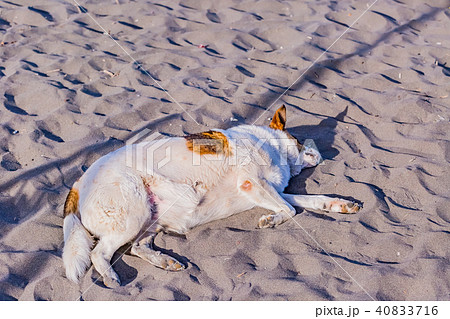 ビーチで横になる犬の写真素材