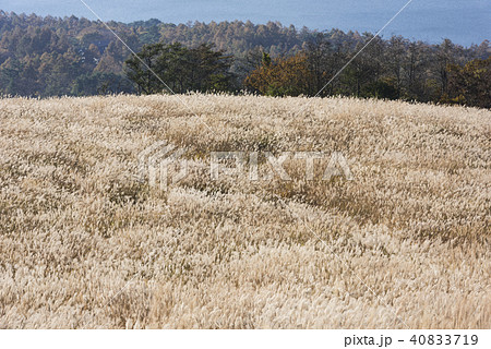 晩秋のすすき原野 40833719