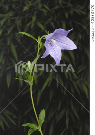 桔梗の花 40833770