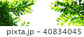 サイト　トップイメージ　若葉　白スペース 40834045