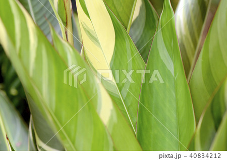 Varigated leaves background, Nature background. Varigated leaves background, Nature background. 40834212
