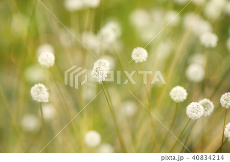 Eriocaulon henryanum on natural green background. Eriocaulon henryanum on natural green background. 40834214