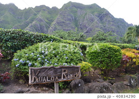 クアロア　ランチ 40834290