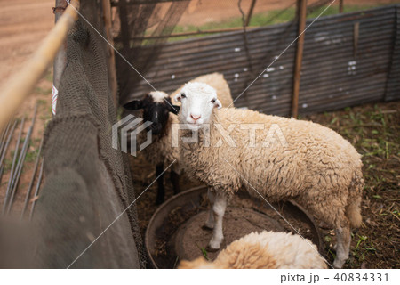 close up of sheep in the cage close up of sheep in the cage 40834331