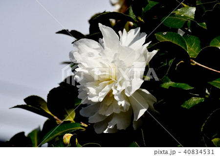 三鷹中原に咲く白いサザンカ 三鷹中原に咲く白いサザンカ 40834531