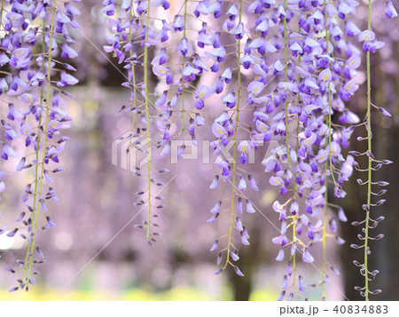 藤の花 40834883