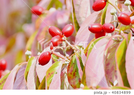 三鷹中原になるハナミズキの赤い実 三鷹中原になるハナミズキの赤い実 40834899