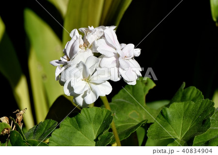 三鷹中原に咲く白いゼラニウム 三鷹中原に咲く白いゼラニウム 40834904