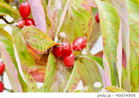 三鷹中原になるハナミズキの赤い実 三鷹中原になるハナミズキの赤い実 40834908