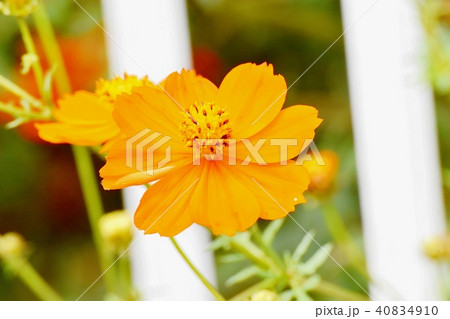 三鷹中原に咲くキバナコスモス 40834910