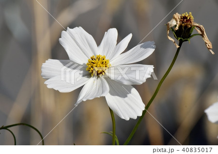 三鷹中原に咲く白いコスモス 三鷹中原に咲く白いコスモス 40835017