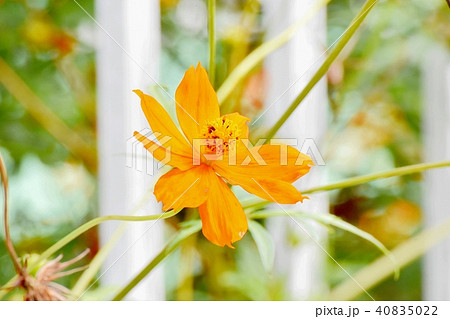 三鷹中原に咲くキバナコスモス 40835022