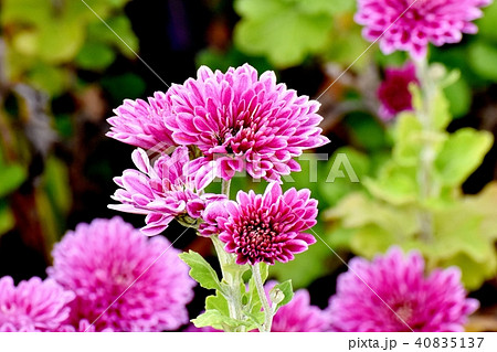 三鷹中原に咲く濃いピンクのスプレーギク 40835137